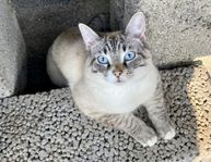 5 Kattungar födt 26 April