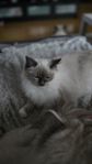 ragdoll
