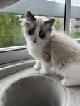 Ragdoll kattungar