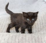 Blandisar kattungar