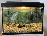 Akvarium 
