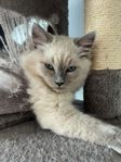 Ragdoll kattungar