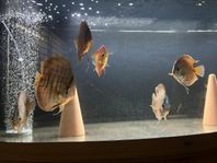 diskus fisk
