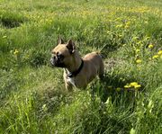 SKK-reg fransk bulldogg & malteser