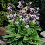 Hosta 'Francee' – fina plantor till salu! 40 kr/st