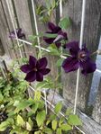 Superfin Clematis
