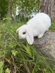 Dvärgvädursunge med HB