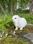Dvärgvädursunge med HB