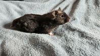Guldhamsterungar