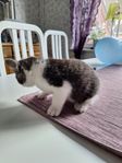 kattungar