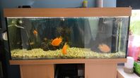 Juwel akvarium 240Liter