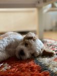 Bichon Frisé x Dvärgpudel-hanar –