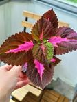 Vacker China Rose Palettblad Planta 25cm