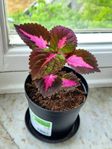 Vacker China Rose Palettblad Planta 22cm