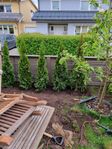 En thuja