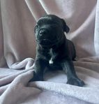Staffordshire bullterrier skk reggad 