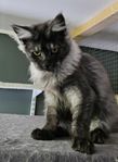 Maine Coon 