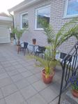 Kanariepalmer 2 st