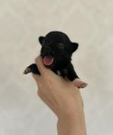 Underbar chihuahua valp
