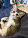 Brittiska korthåriga kattungar