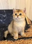 Brittiska kattungar