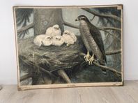 Gammal Skolplansch med Duvhök - vintage plansch från skola