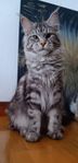 Maine coon med stamtavla