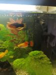 10 st platy samt 1 guppy