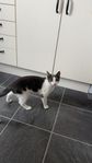 Hankatter omplacering