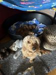 Magiska Cavapoo valpar ifrån extra fina och friska linjer 