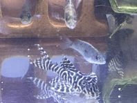 Hypancistrus sp. "L236 