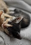 Kattunge