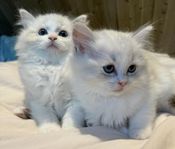 Bedårande Ragdoll honor 