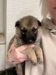 Companion dogs leveransklara i slutet av juni