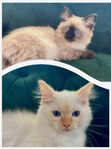 Leveransklara ragdoll kattungar