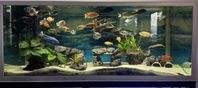 540 liters akvarium med fiskar o tillbehör 