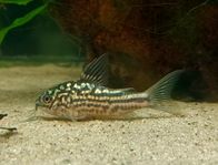 Corydoras Napoensis 