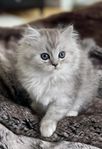 Underbara Perser/Ragdoll kattungar 
