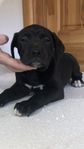 Presa Canario Valpar 