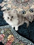 små kattungar 