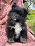 Pomeranian pojke 9v
