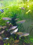 Akvarie fisk Limia Tridens 