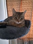 en fint katt heter Lana 