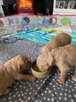 goldendodle
