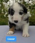 Shetland sheepdog med stamtavla