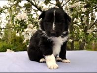 Shetland sheepdog med stamtavla