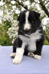 Shetland sheepdog med stamtavla