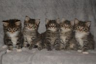 Maine Coon + Norsk Skogkatt