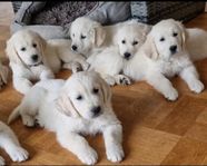 Golden retriever valpar 