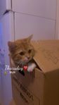 katt